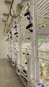 cannabis facility two tier grow